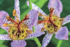 TOAD LILY AUTUMN GLOW 1G