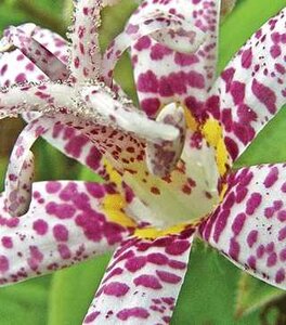 TOAD LILY MIYAZAKI HYBRIDS 1G