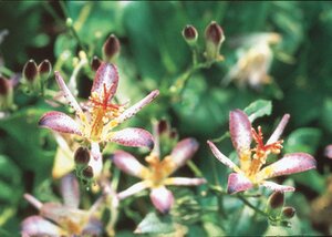 TOAD LILY TAIPEI SILK 1G