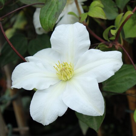 TOKI CLEMATIS