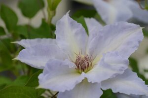 TRANQUILITE CLEMATIS 2G