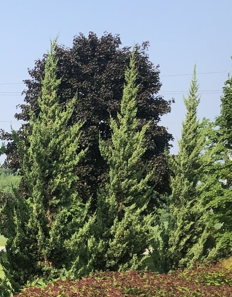 TRAUTMAN JUNIPER 100CM