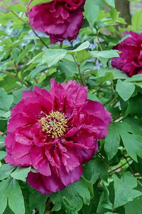 TREE PEONY PURPLE 2G
