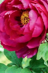 TREE PEONY RED