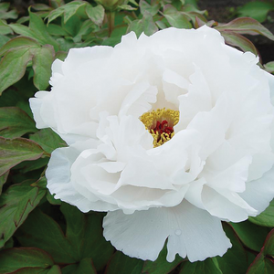 TREE PEONY WHITE 2G