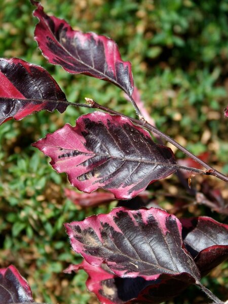 TRICOLOR BEECH 250CM BB