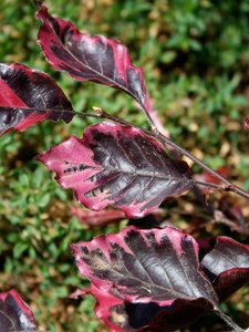 TRICOLOUR BEECH 200CM (3Month Warranty)