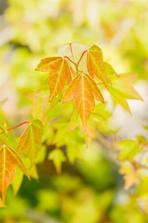 TRIDENT MAPLE 200CM - image 2