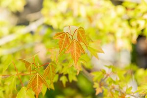 TRIDENT MAPLE 200CM - image 1
