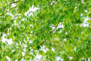 TRIDENT MAPLE 200CM - image 3