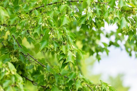 TRIDENT MAPLE 200CM - image 4