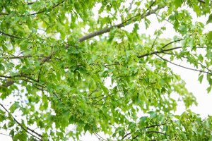 TRIDENT MAPLE 200CM - image 5