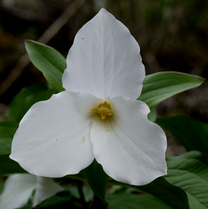 TRILLIUM GRANDIFLORUM 4.5 INCH