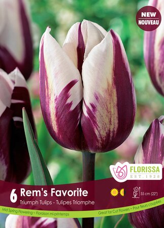 TRIUMPH TULIP REM'S FAVORITE PKG 6