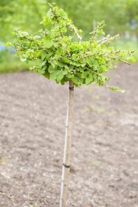 TROLL GINKGO 30CM - image 2