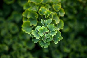 TROLL GINKGO 30CM - image 3