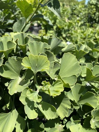 TROLL GINKGO 30CM
