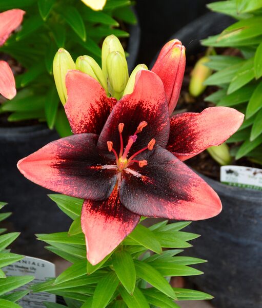 TRUE LILY TINY SHADOW 4IN
