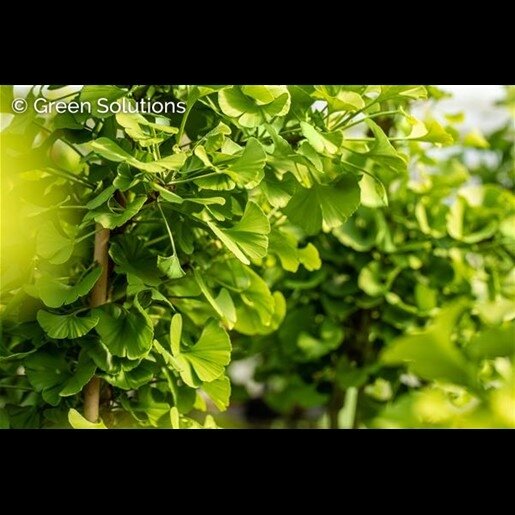 TSCHI TSCHI GINKGO 125CM