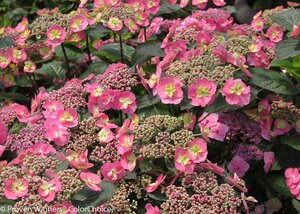 TUFF STUFF HYDRANGEA 2G