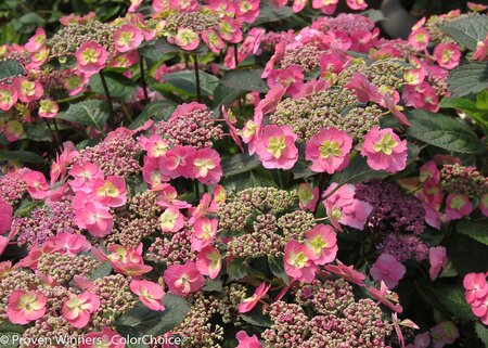 TUFF STUFF HYDRANGEA 30CM