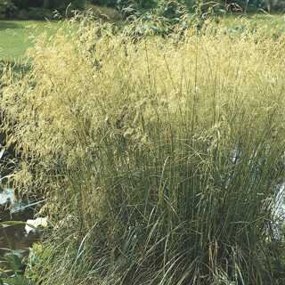 TUFTED HAIR GRASS GOLDTAU 1G