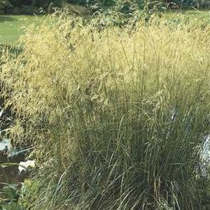 TUFTED HAIR GRASS GOLDTAU 1G