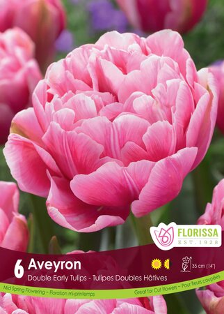 TULIP AVEYRON 6PKG