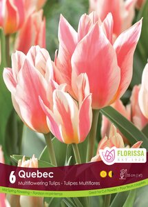 TULIP QUEBEC 6PKG