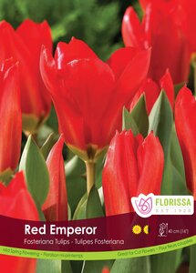 TULIP RED EMPEROR BULK