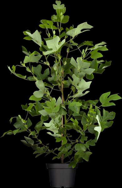 TULIP TREE 175 CM - image 1