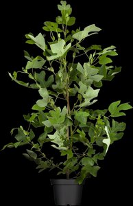 TULIP TREE 175 CM - image 1