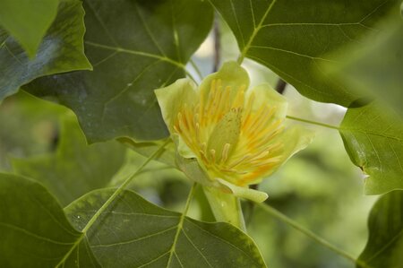 TULIP TREE 200 CM.  - image 5