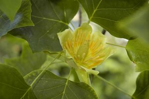 TULIP TREE 200 CM.  - image 5