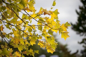 TULIP TREE 45MM - image 3