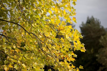 TULIP TREE 60MM - image 2