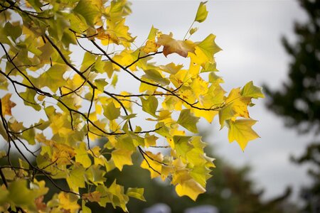 TULIP TREE 60MM - image 3