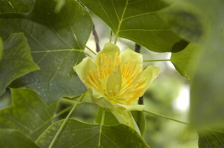 TULIP TREE 60MM - image 4