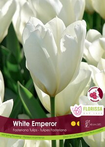 TULIP WHITE EMPEROR BULK