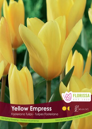 TULIP YELLOW EMPRESS BULK