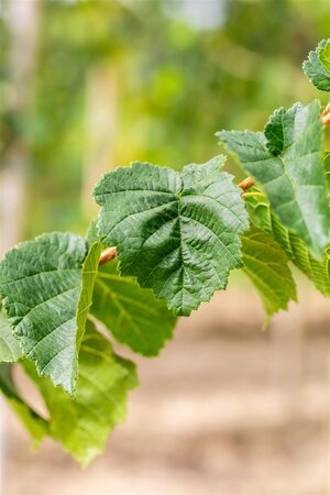 TURKISH HAZEL 200 CM - image 3