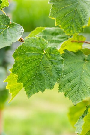 TURKISH HAZEL 200 CM - image 4