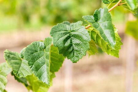 TURKISH HAZEL 200 CM - image 2