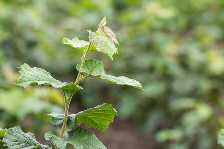 TURKISH HAZEL 200 CM - image 1