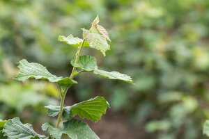 TURKISH HAZEL 200 CM - image 1