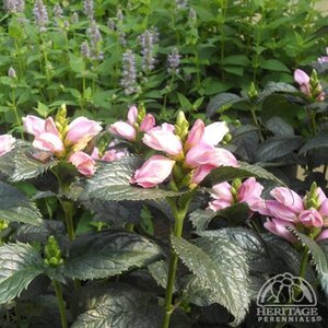 TURTLEHEAD HOT LIPS 1G