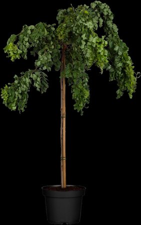 TWISTY BABY LOCUST 200CM - image 1
