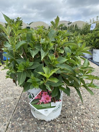 TWO PINK CHECHMARK WEIGELA