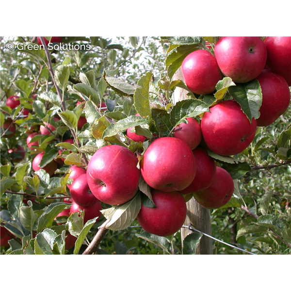 ULTRA SPIRE APPLE 125CM