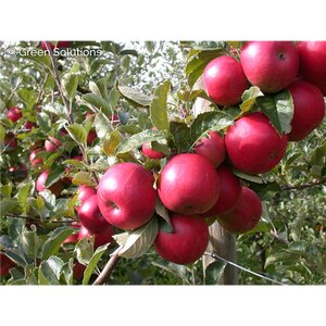 ULTRA SPIRE APPLE 125CM